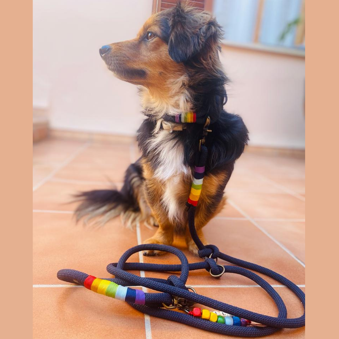 Hund mit Leine Regenbogen farben