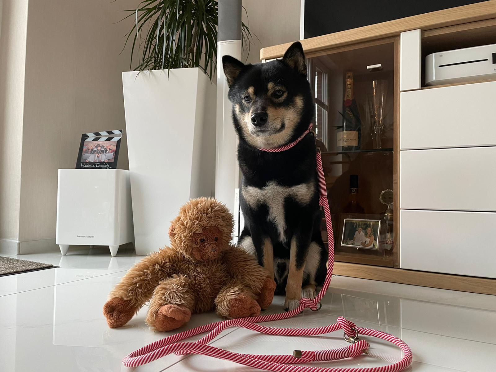 hunde mit leine rot weiss