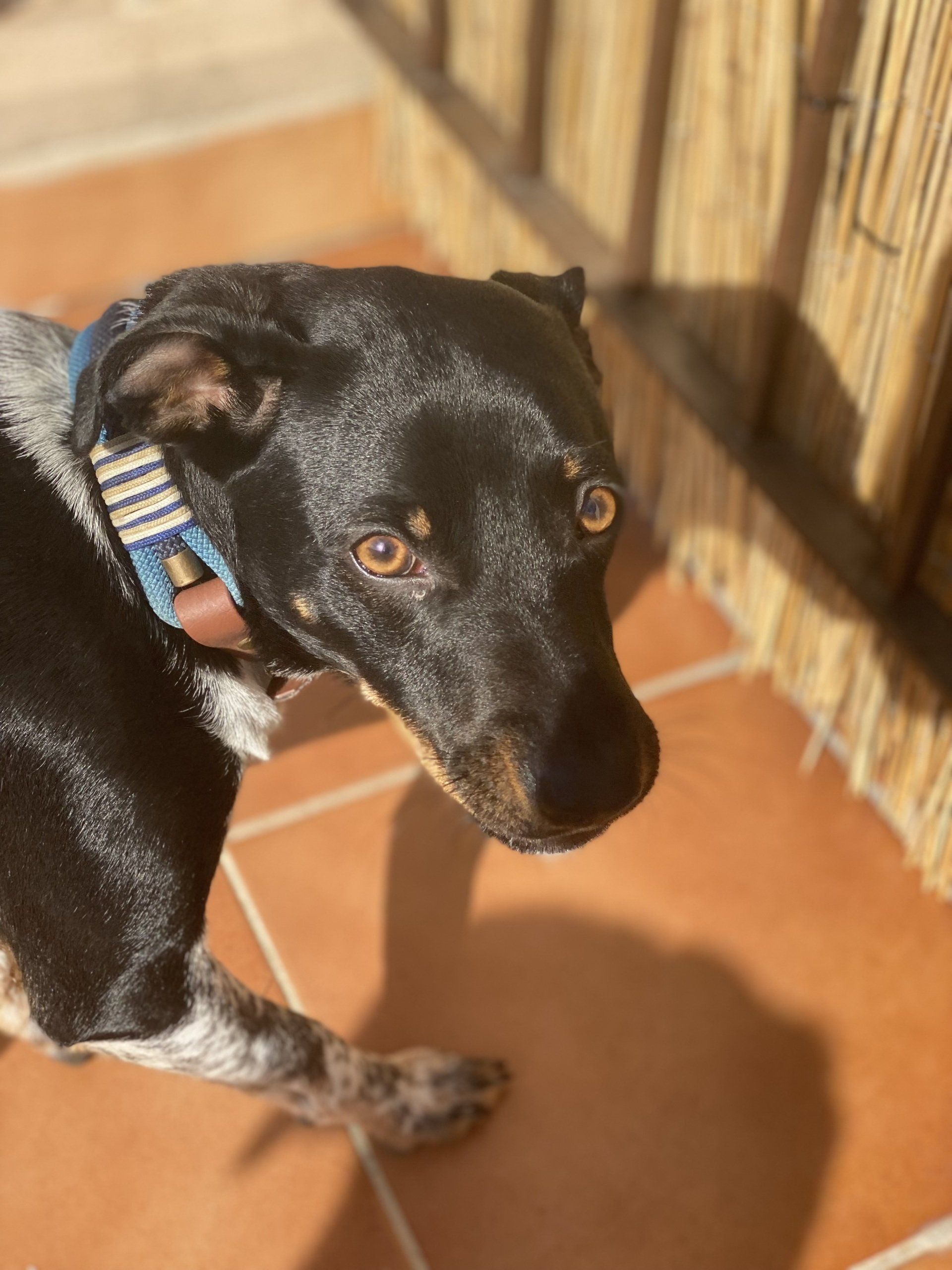 hund mit verstellbaren halsband mit biothane adapter ahoi