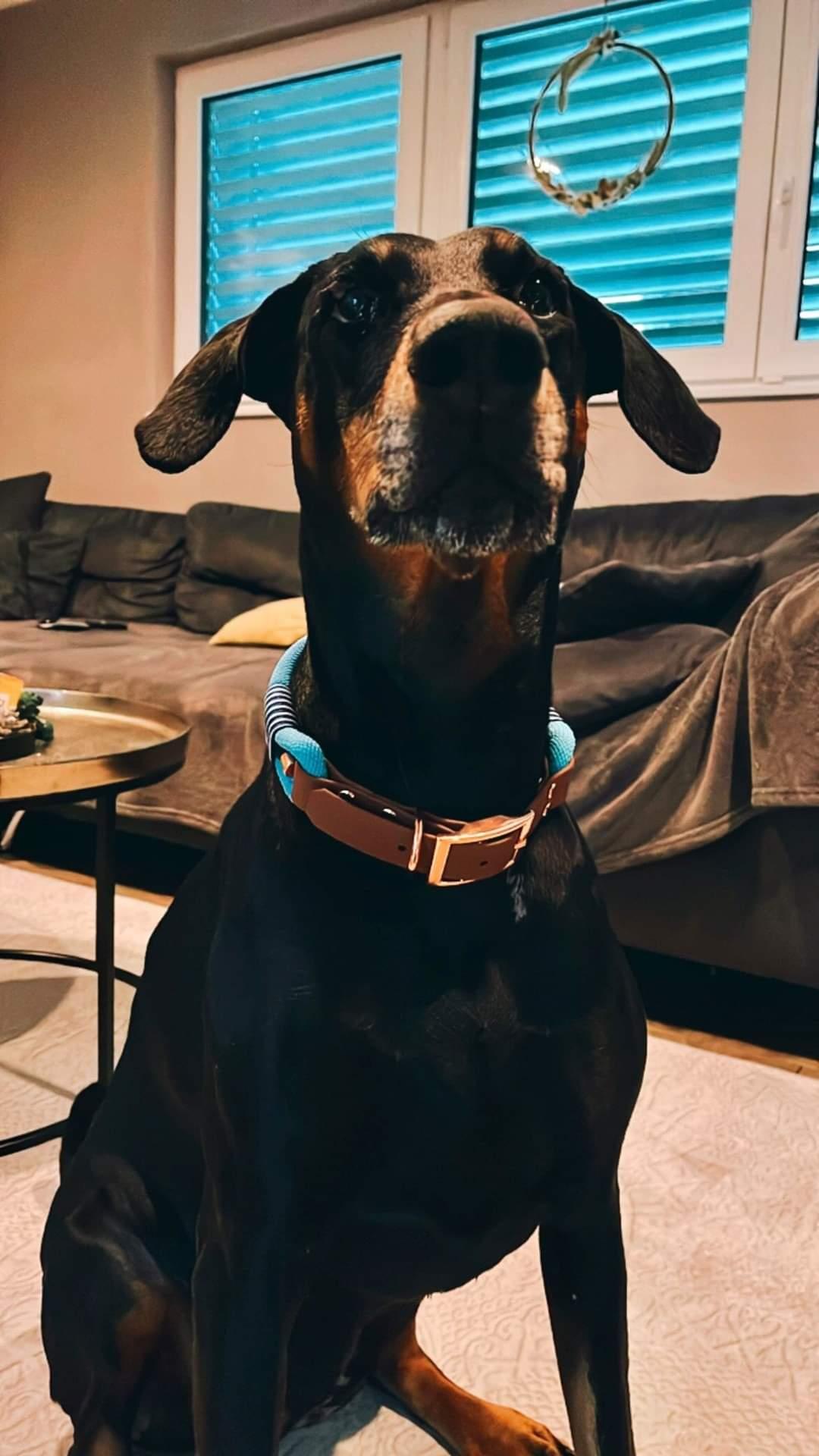 verstellbarer biothane adapter für halsbänder