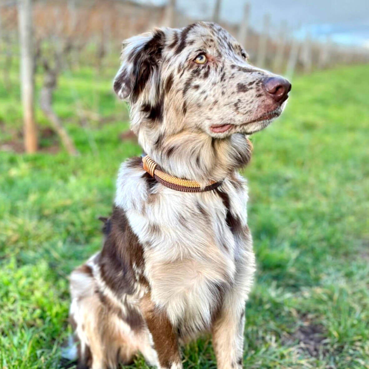 hund mit leine chocolat