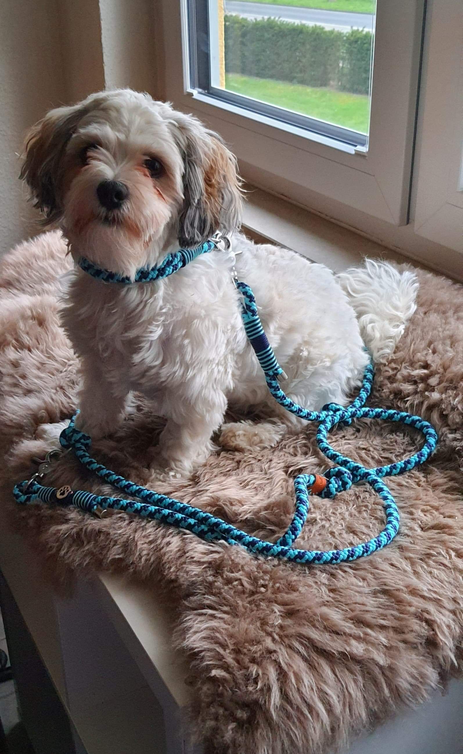 kleiner hund mit leine aus paracord