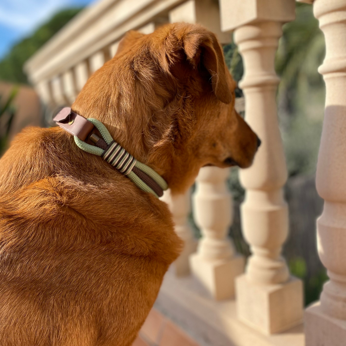 hund mit halsbaender aus bioht