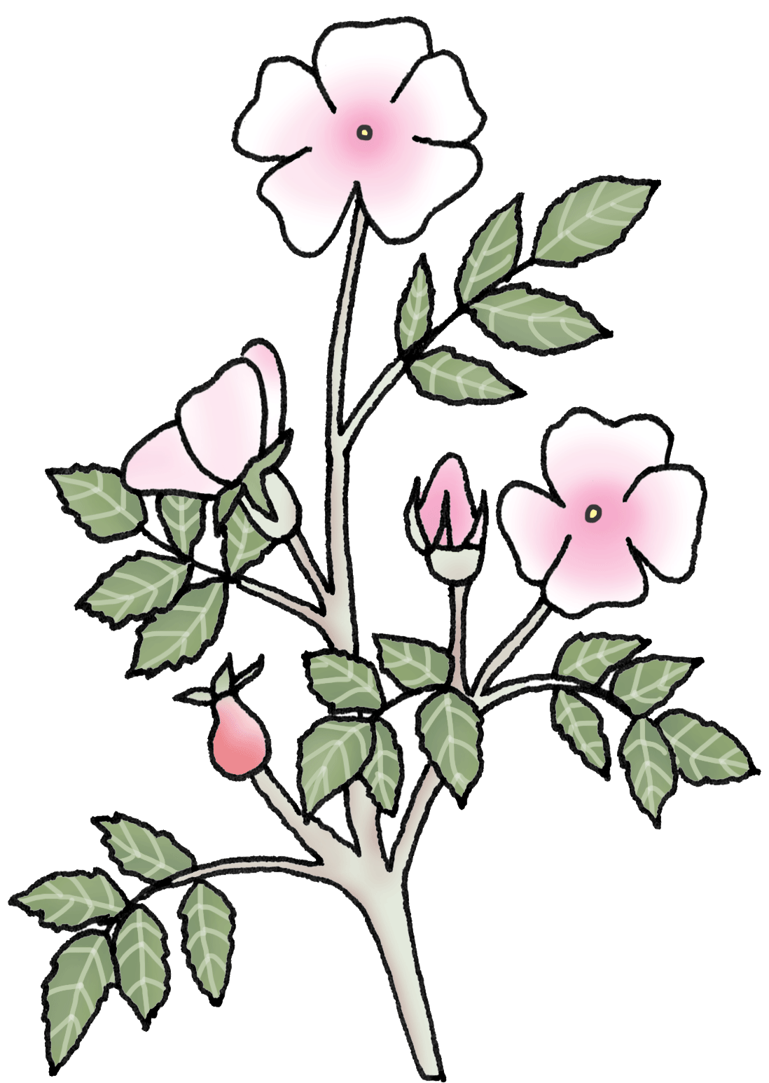 Rose picture