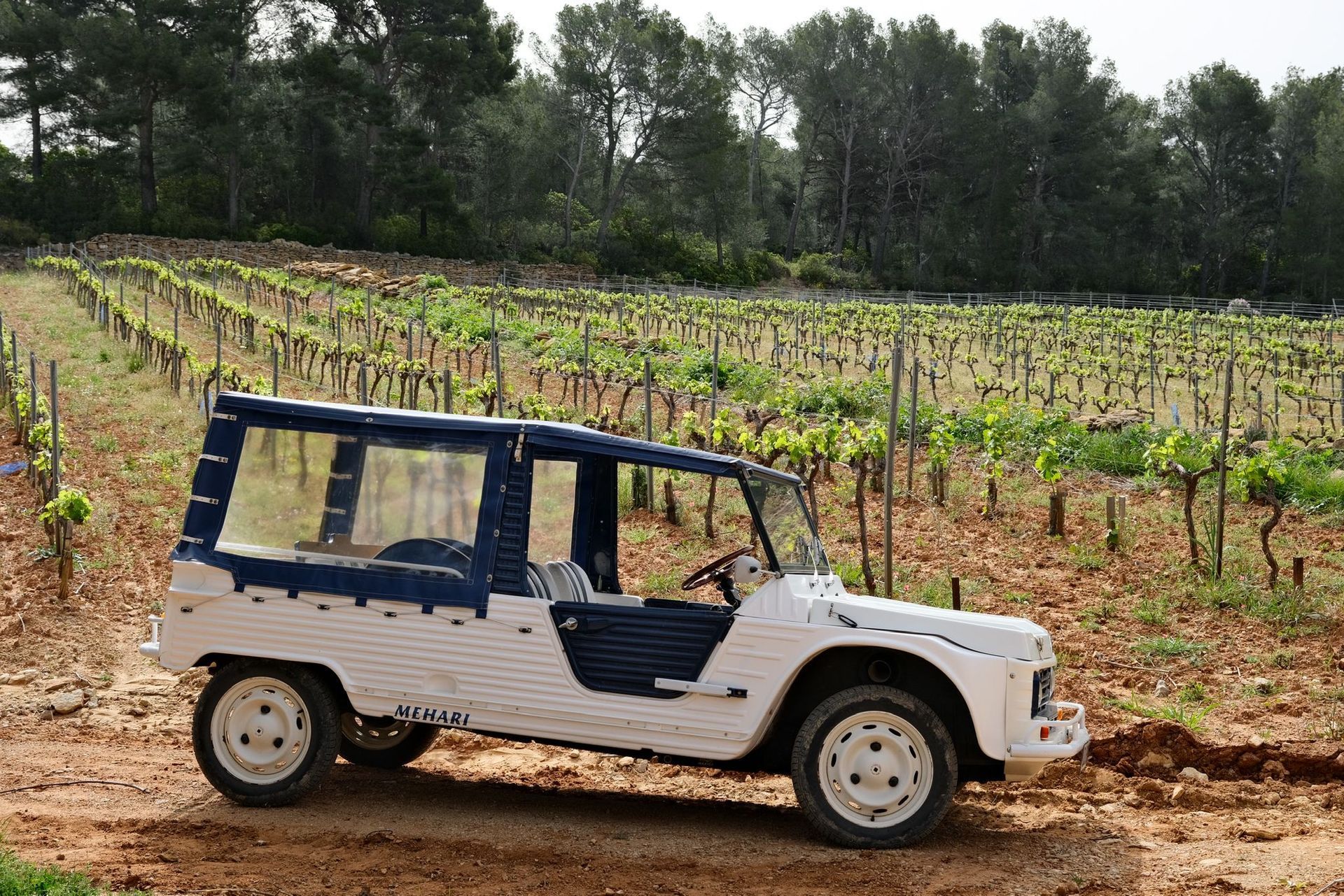 Une Citroën Méhari blanche et bleue garée au milieu des vignes du Domaine Pieracci