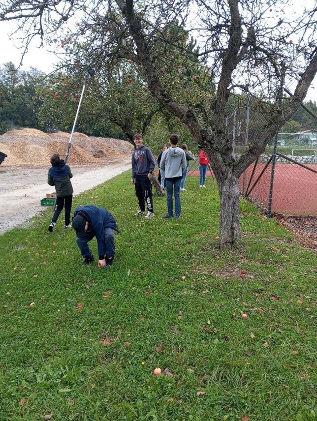 Fleißig bei der Ernte