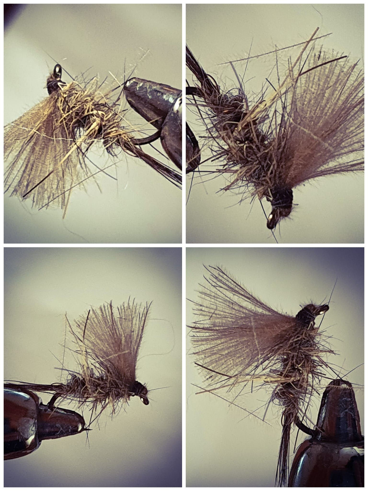 Emergente Lièvre/CDC