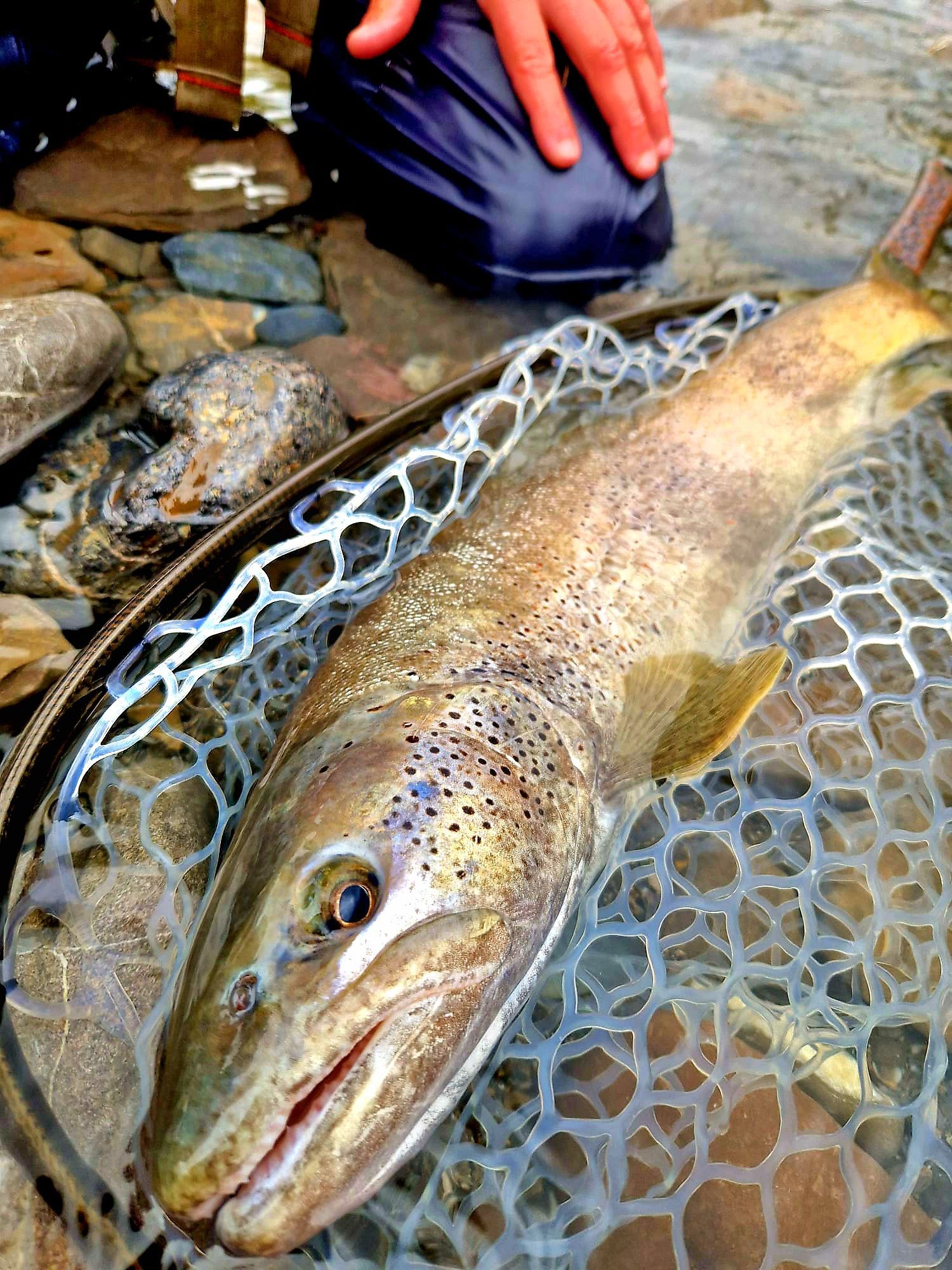 une belle aragonaise remise à l'eau Une superbe fario aragonaise