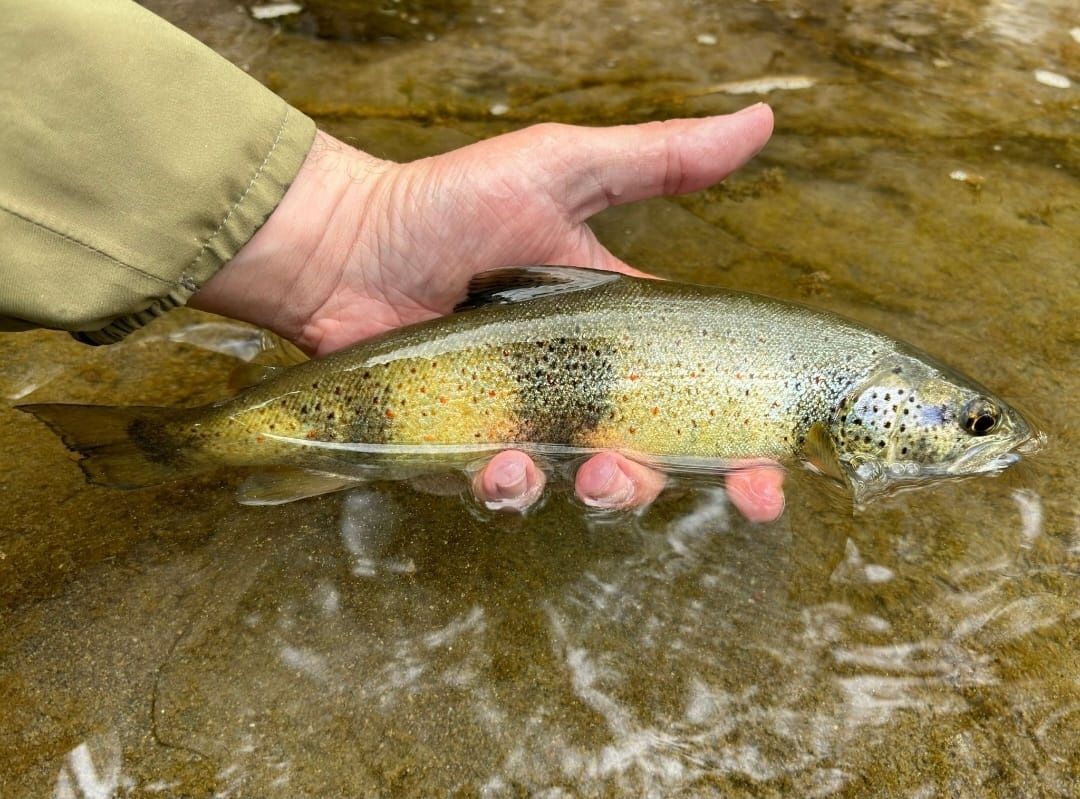 Superbe fario zébrée prise en sèche par Gilbert