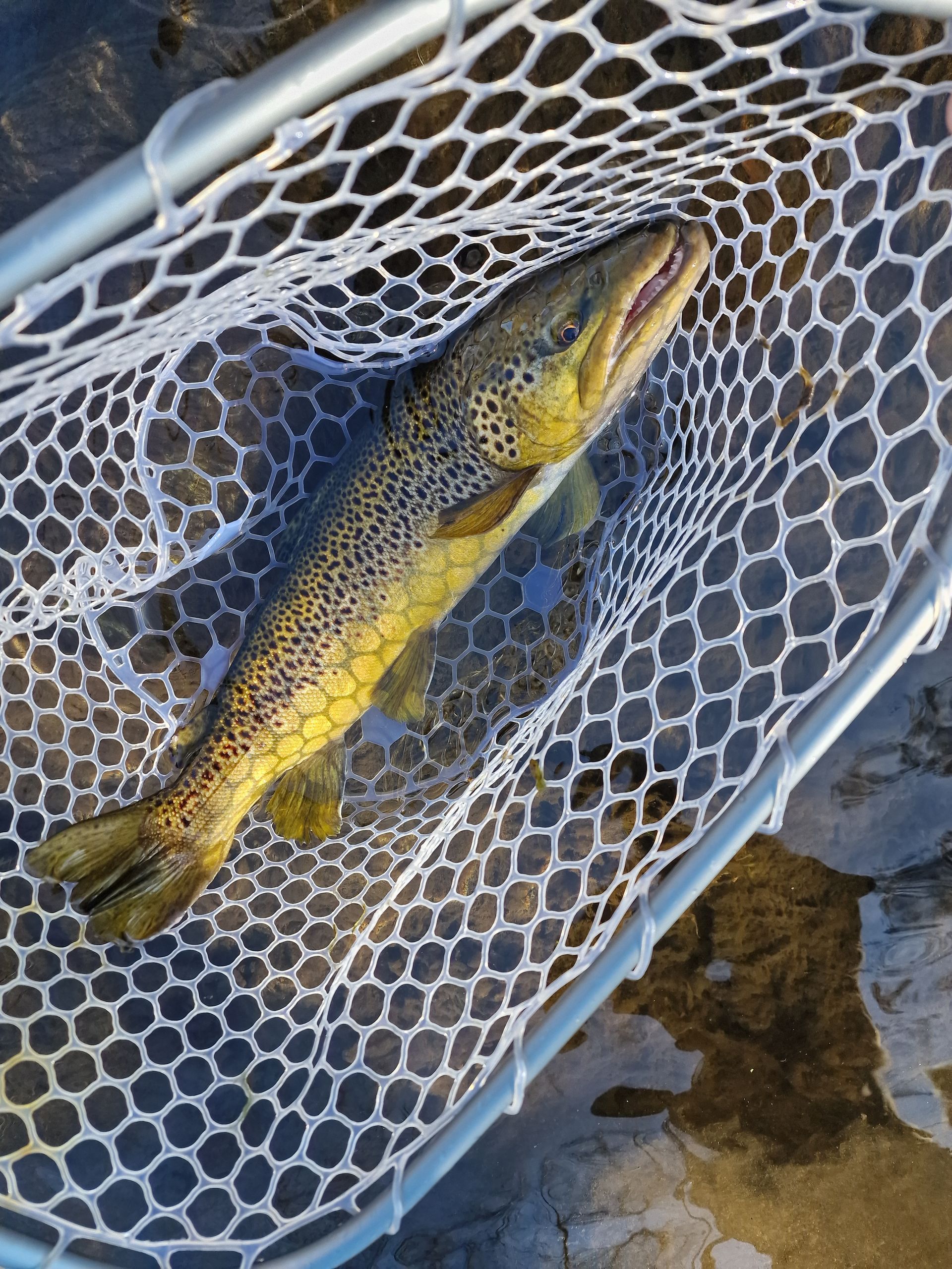 Une belle truite du Ter prise en hiver