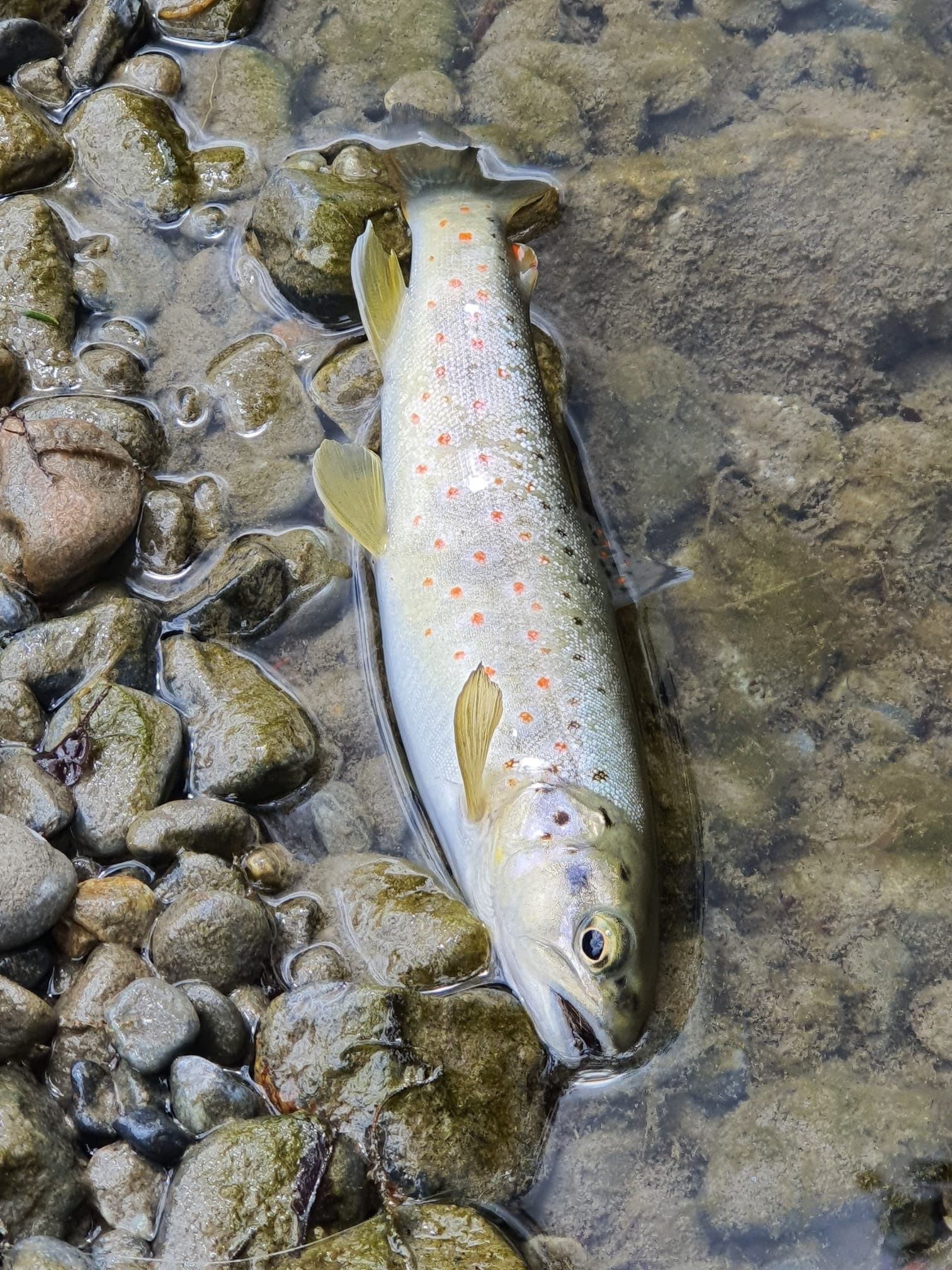 Zébrée du haut Ara