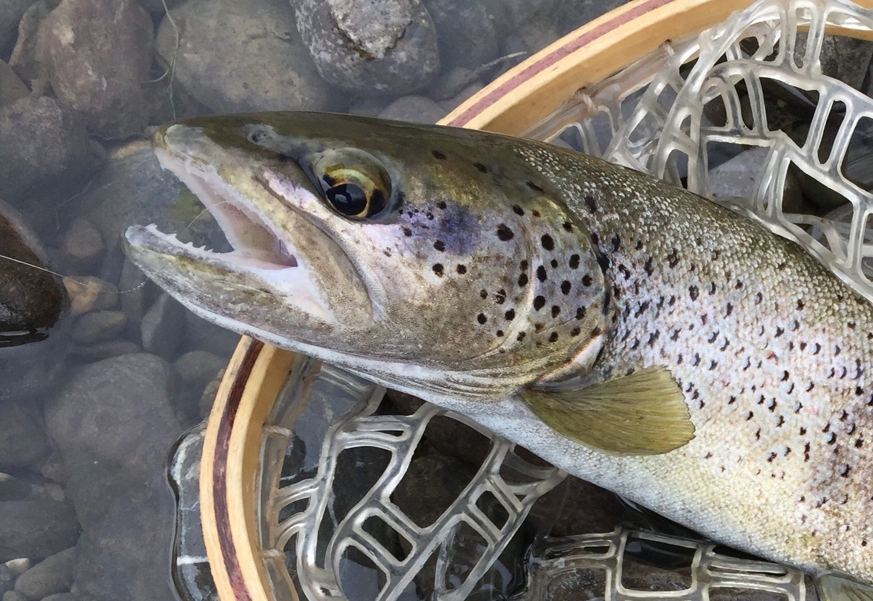 Belle fario aragonaise une belle méditerranéenne aux dents affûtées.