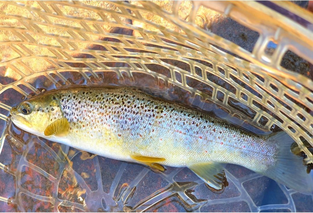 Trite méditerranénne typique de l'Aragon