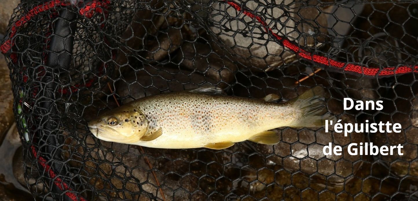 Fario méditerranéenne.