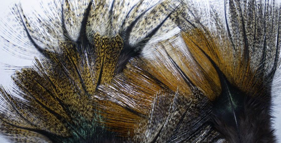 Les plumes de coq pardo du Léon, un must pour monter nymphes, mouches noyées et sèches.