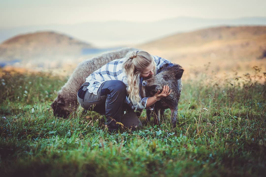 Schaf und Wildschwein