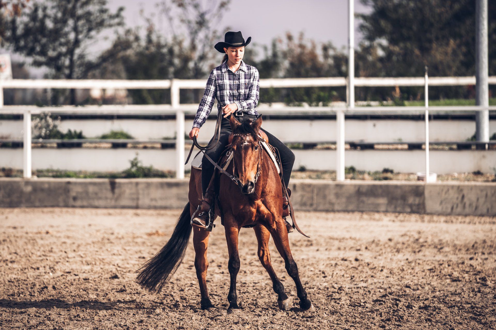 Westernreiten Quarter Horse