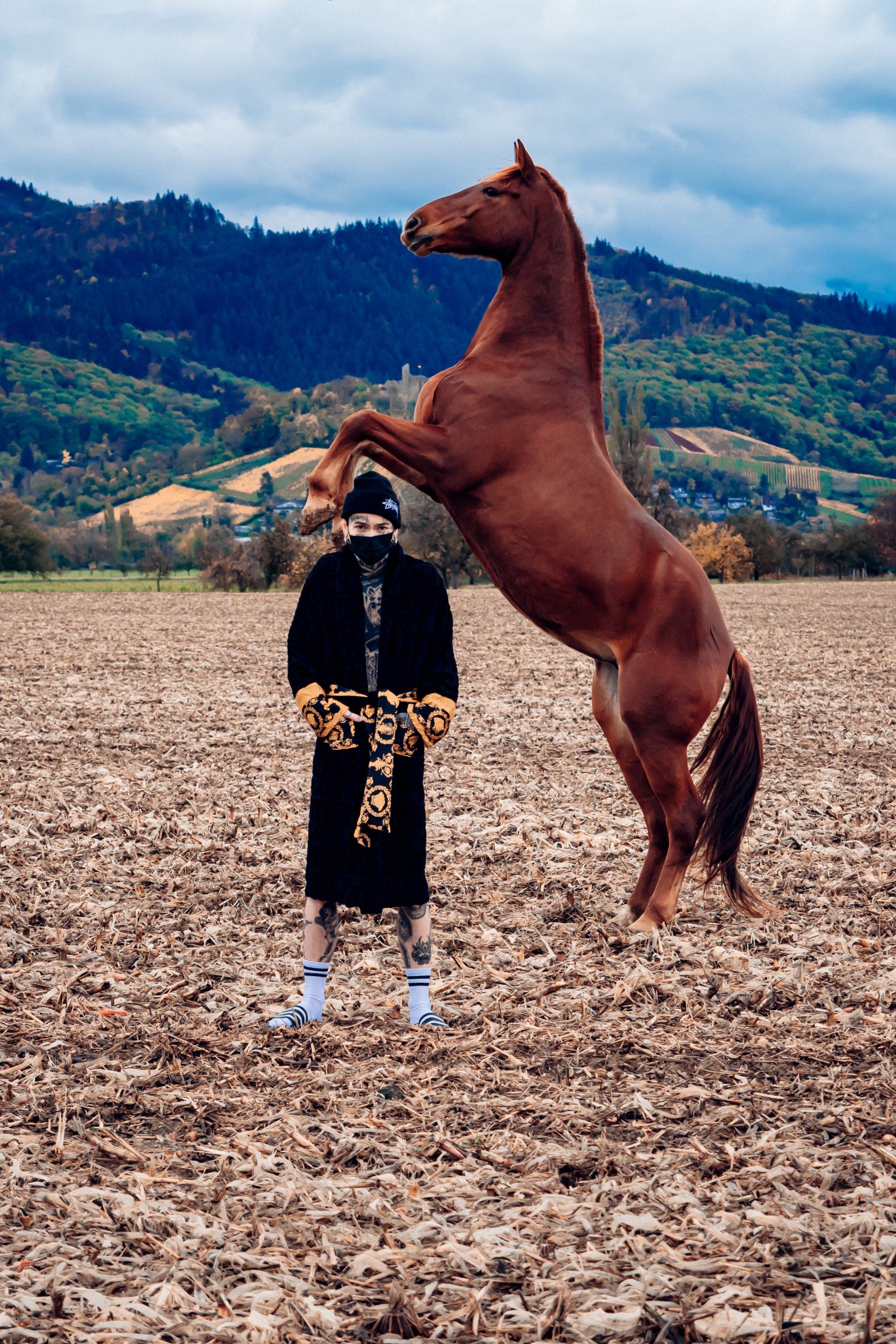Steigendes Pferd Maisfeld