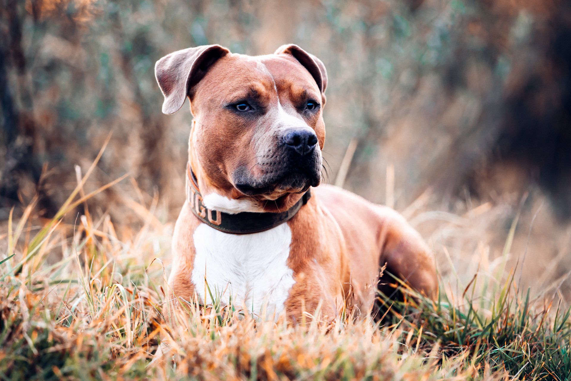 American Staffordshire Terrier