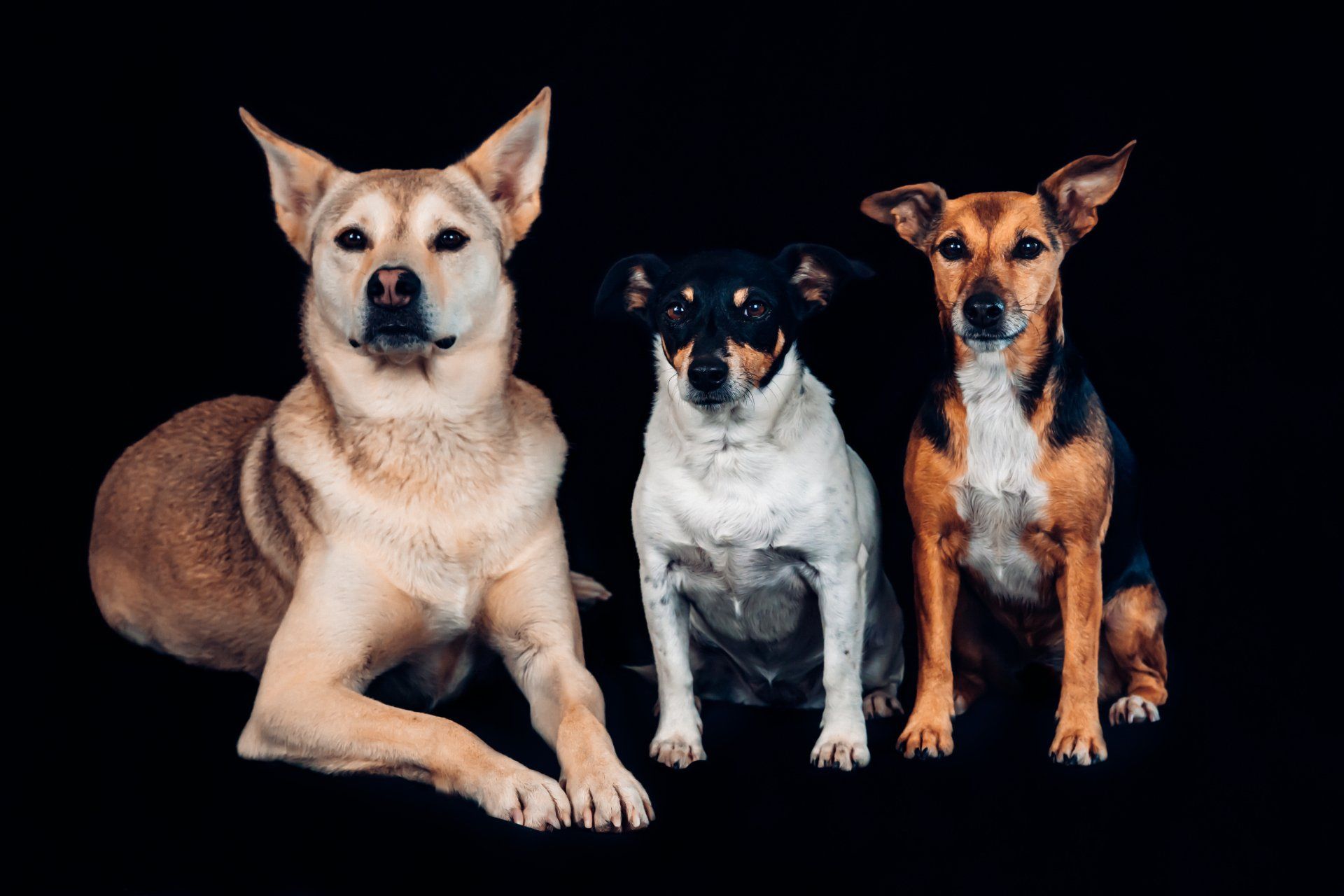 Hundeportrait schwarze Leinwand