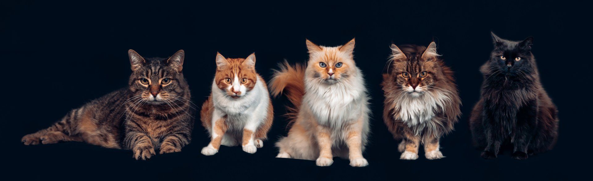 Katzen Portrait Leinwand