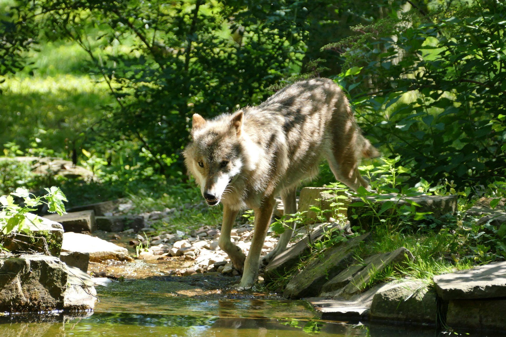 Wolfs-Erlebniswelt - Tierpark Sababurg