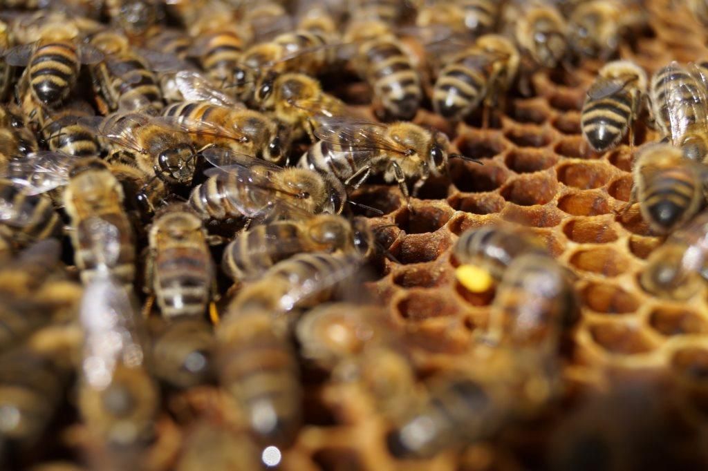 Abeilles Réserve Zoologique de Calviac