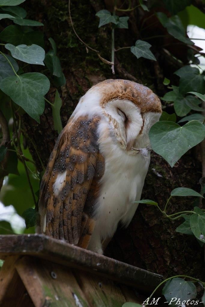 Chouette effraie Réserve Zoologique de Calviac