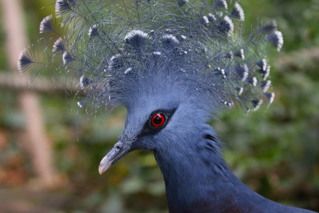 Réserve Zoologique de Calviac