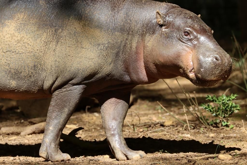 Hippopotame pygmée