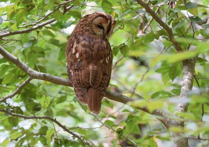 Chouette Hulotte Réserve Zoologique de Calviac