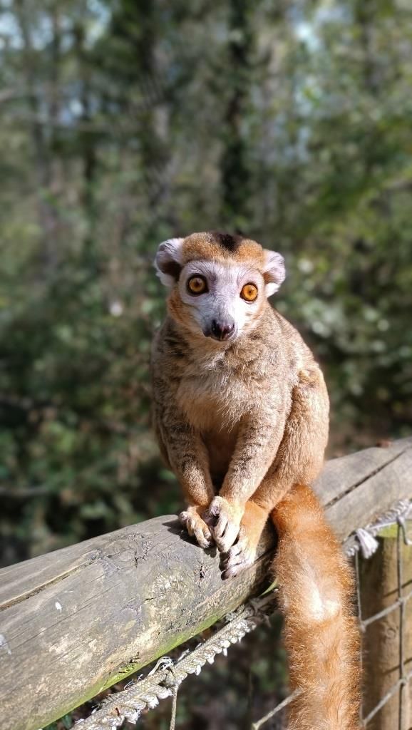 Lémur couronné Réserve Zoologique de Calviac