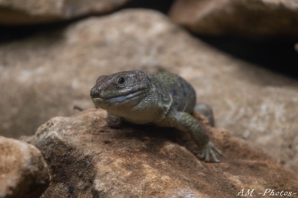 Lézard ocellé Réserve Zoologique de Calviac