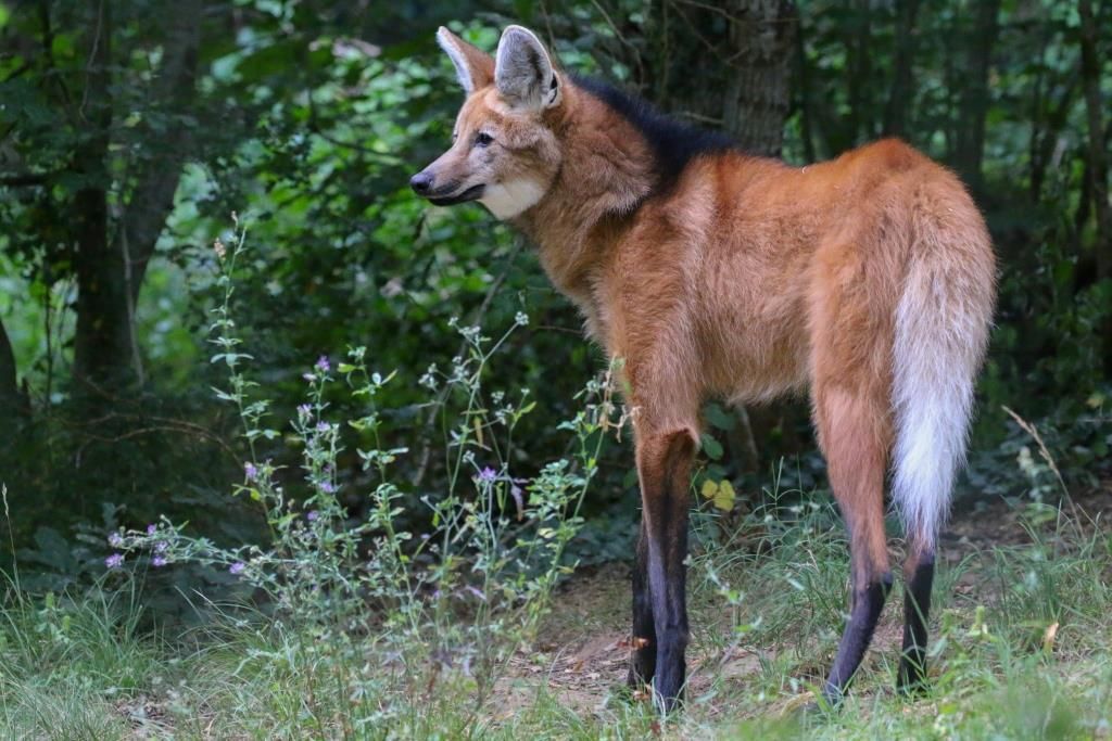 LOUP A CRINIERE