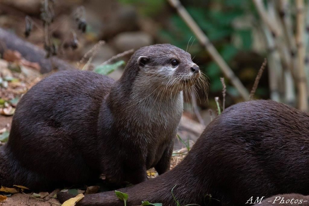 Loutre d'Asie