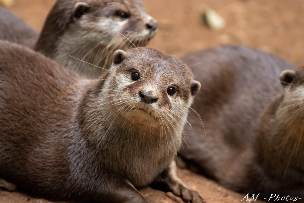 Loutre d'Asie Réserve Zoologique de Calviac