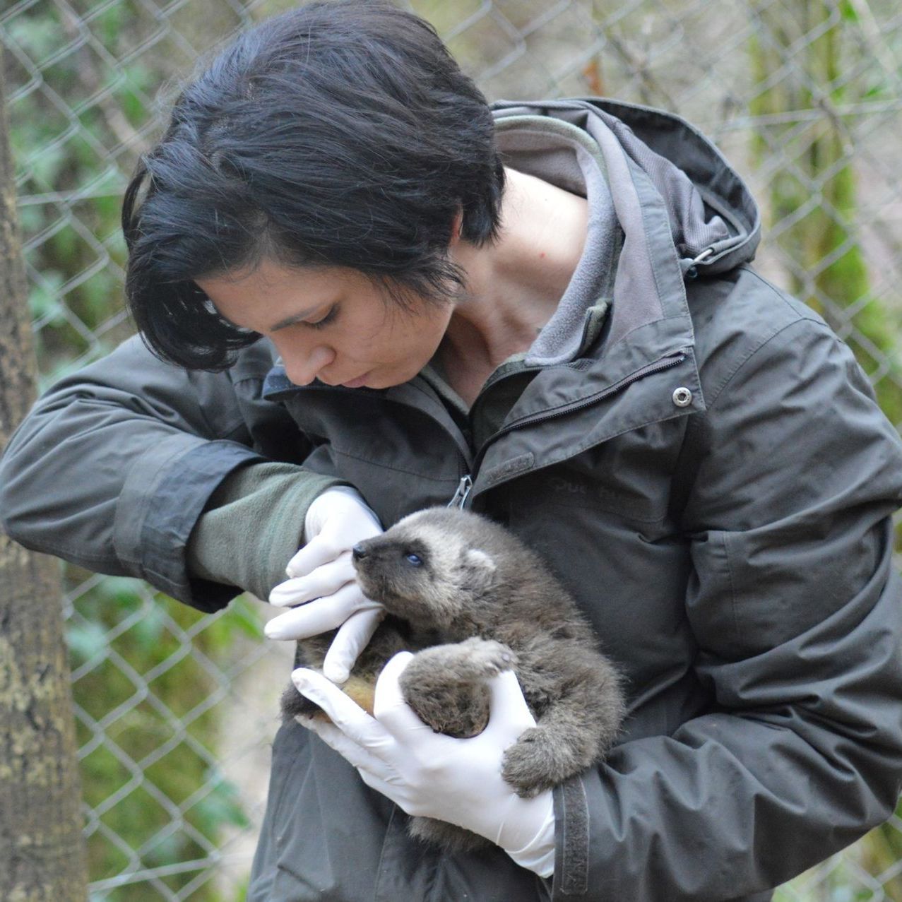 Mylène Sannier, responsable animalière de la Réserve