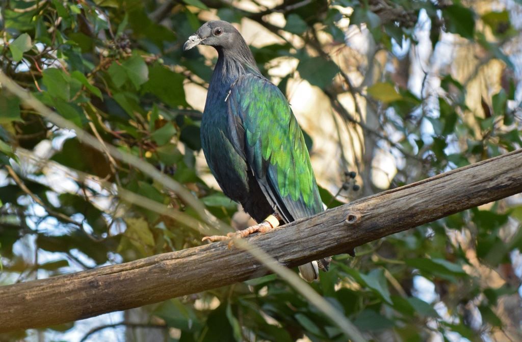 Pigeon Nicobar Réserve Zoologique de Calviac