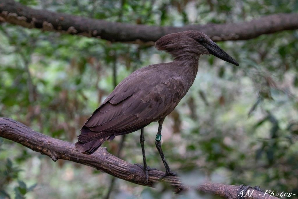 Ombrette Réserve Zoologique de Calviac