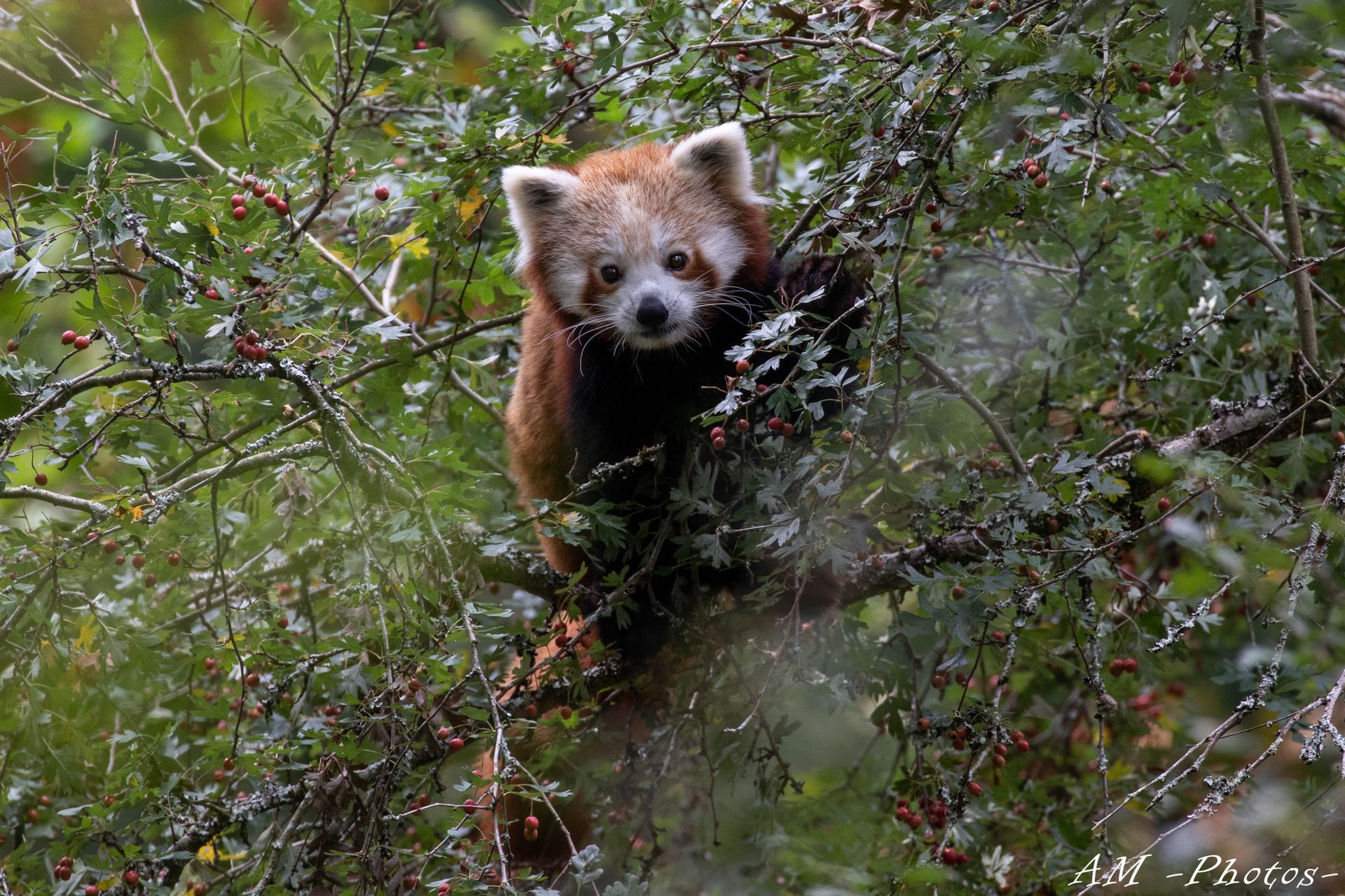 Panda roux