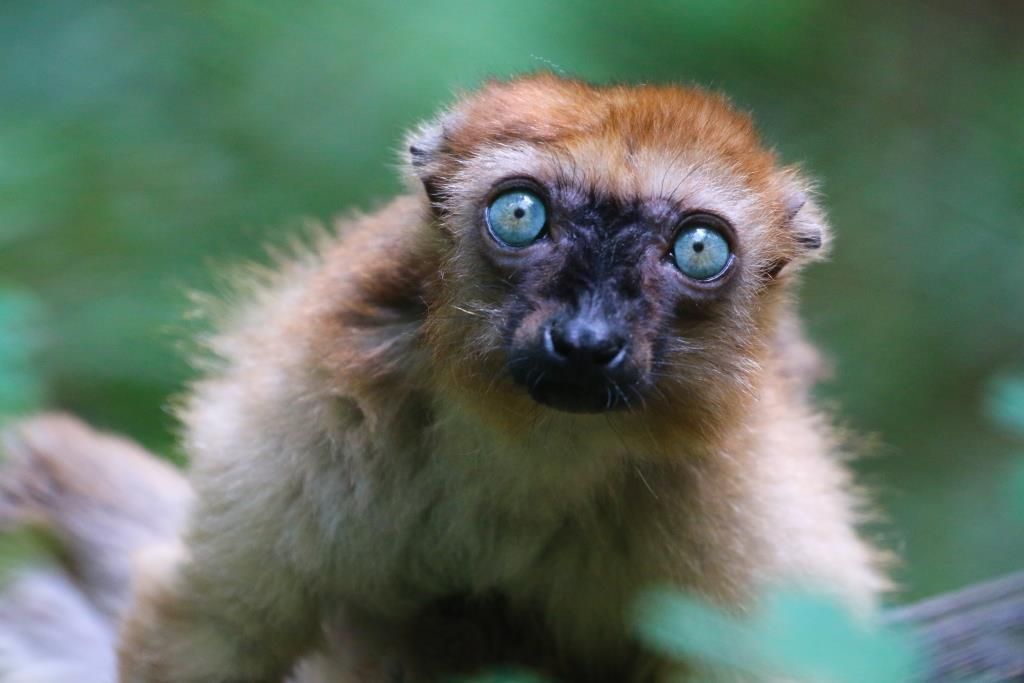 Lémur aux yeux turquoise