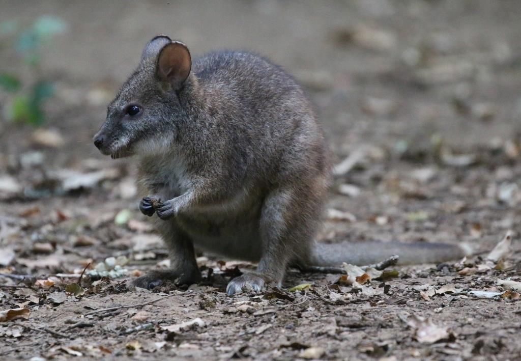 Wallaby Réserve Zoologique de Calviac