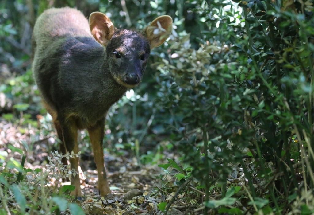 Pudu Réserve Zoologique de Calviac