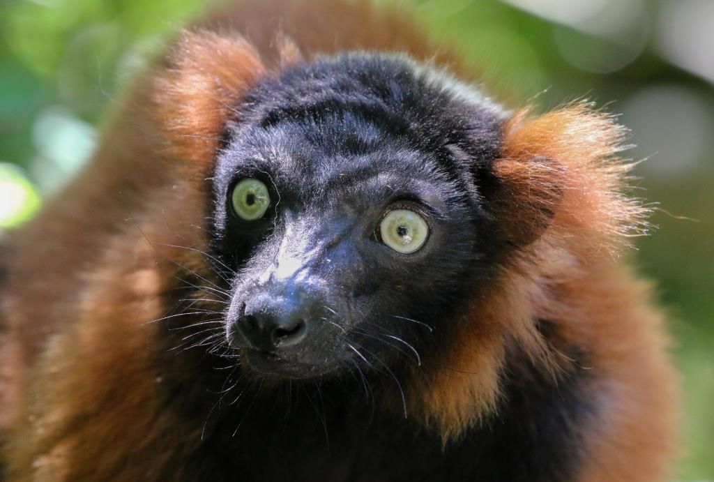 Vari roux Réserve Zoologique de Calviac