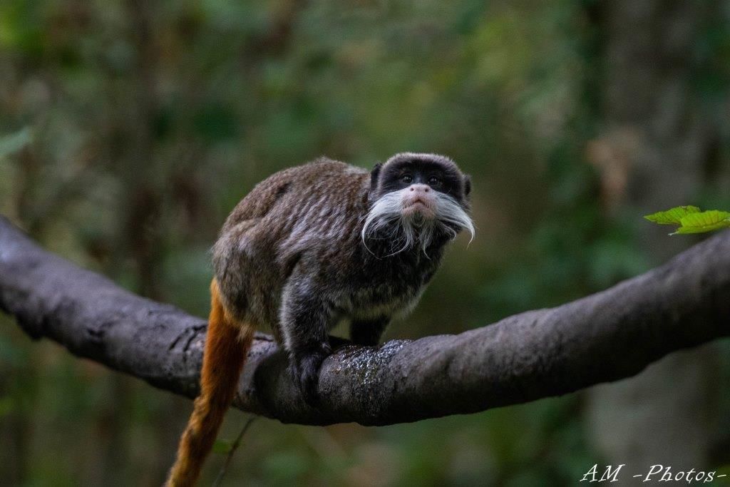 Tamarin empereur Réserve Zoologique de Calviac
