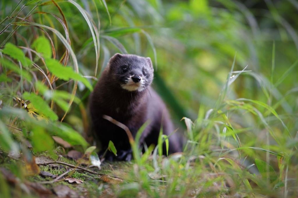 Vison d'Europe Réserve Zoologique de Calviac