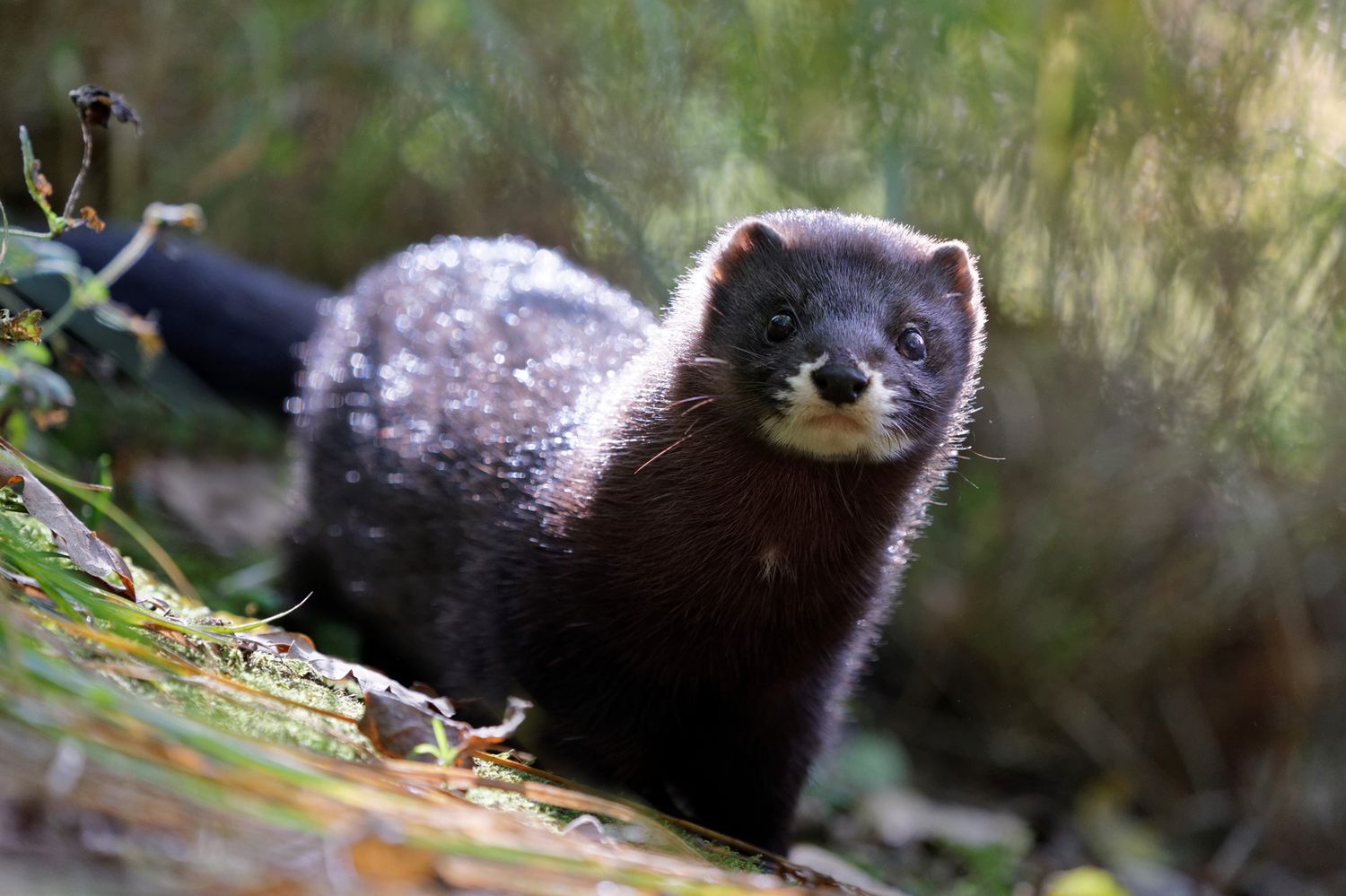 Réserve Zoologique de Calviac