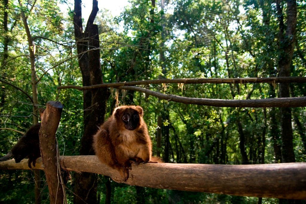 Lémur ventre roux
