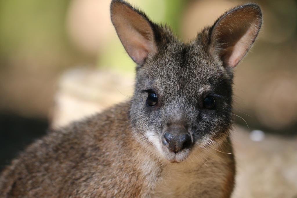 Wallaby