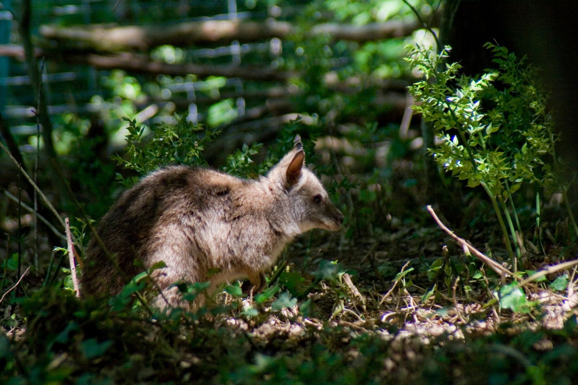 Wallaby Réserve Zoologique de Calviac
